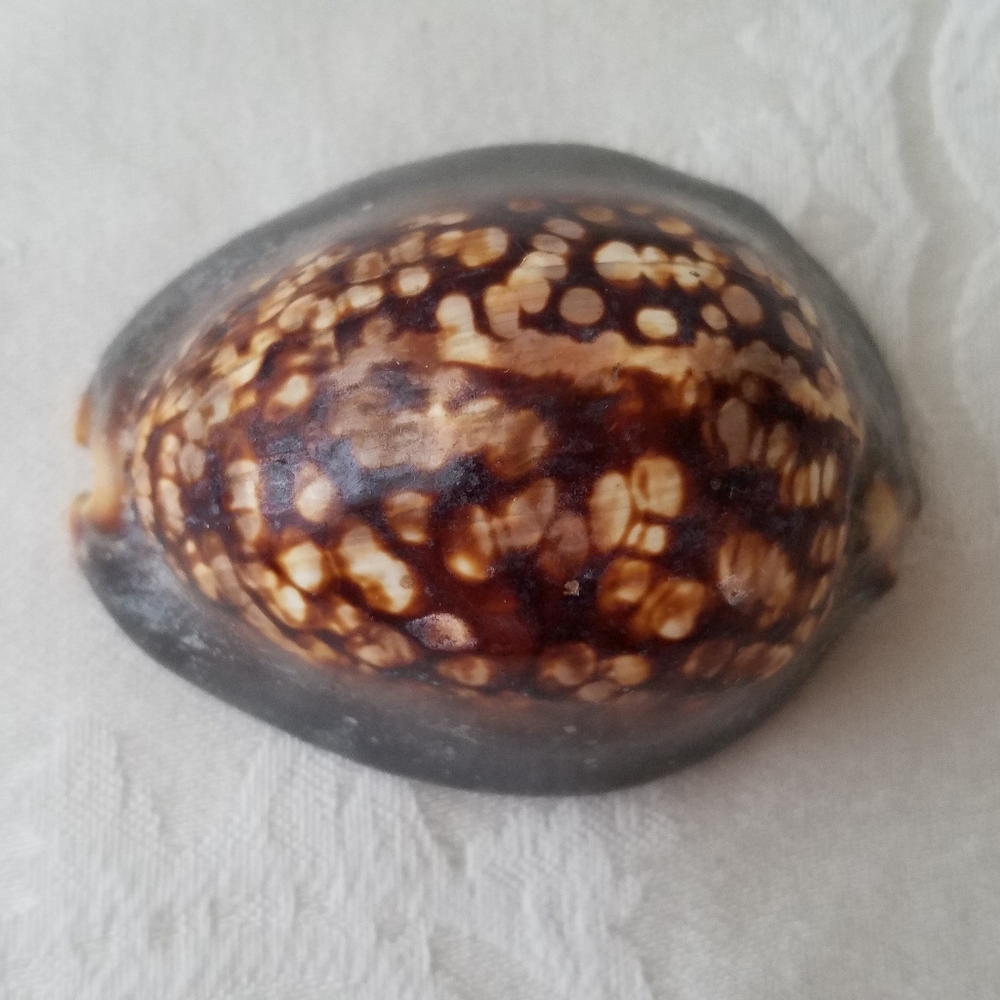 Three Natural Sea Shells - Picture 10 of 12